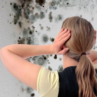 Antifungal agent for walls: a comparative overview of the best options