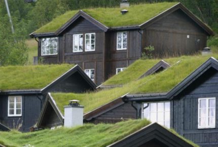 Green roof