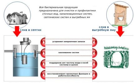 Bacteria for septic tanks and cesspools