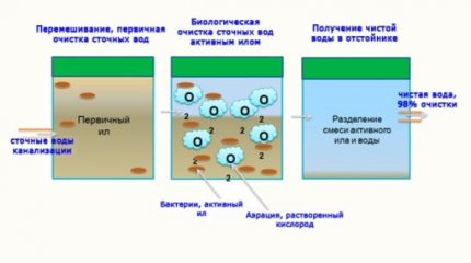 Para que servem as bactérias das fossas sépticas?