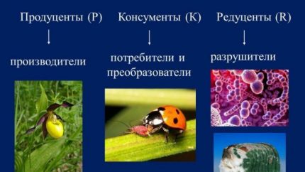 Членове на екосистемата