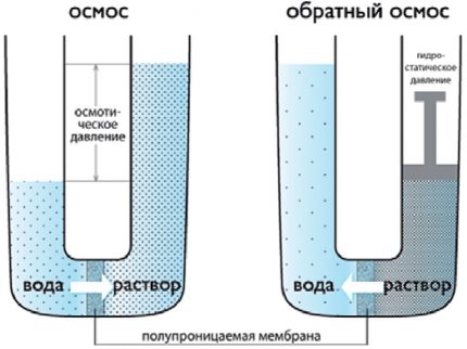 Ozmózis laboratóriumi modell