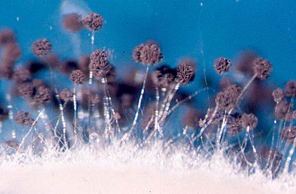 Aspergillus juodas