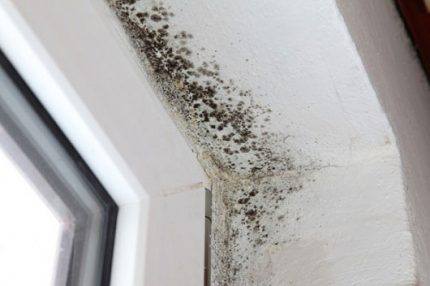 Mold in the apartment