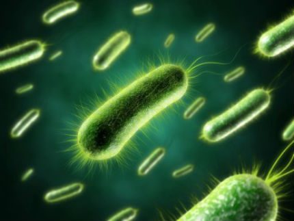 Bacteris continguts en els bioactivadors