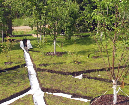 Plantació d’arbres prop de la sèquia