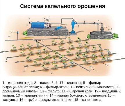 Schemat systemu nawadniania kropelkowego