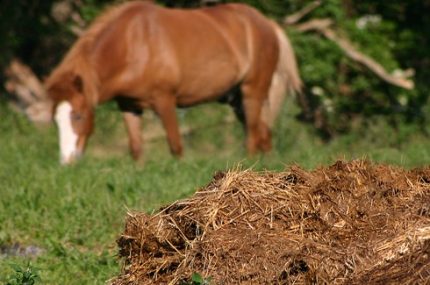 Animal waste fuel