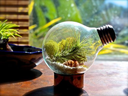 Μίνι terrarium σε μια λάμπα φωτός