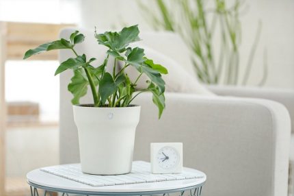 Smart flower pot