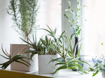 Plants on the windowsill