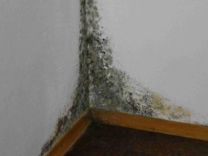 Mold on the wall