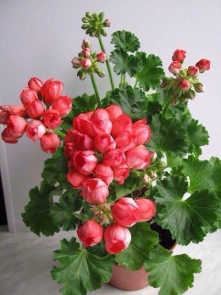 Geranium na parapete