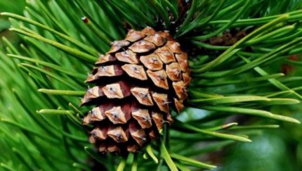 Pine cone