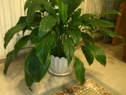 Medium Indoor Plant