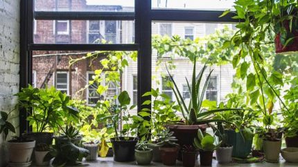 Plantas caseras en el alféizar de la ventana