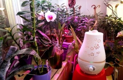 Humidificateur dans une serre domestique